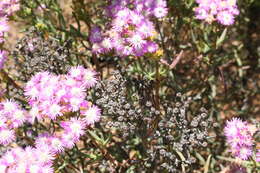 Imagem de Ruschia densiflora L. Bol.