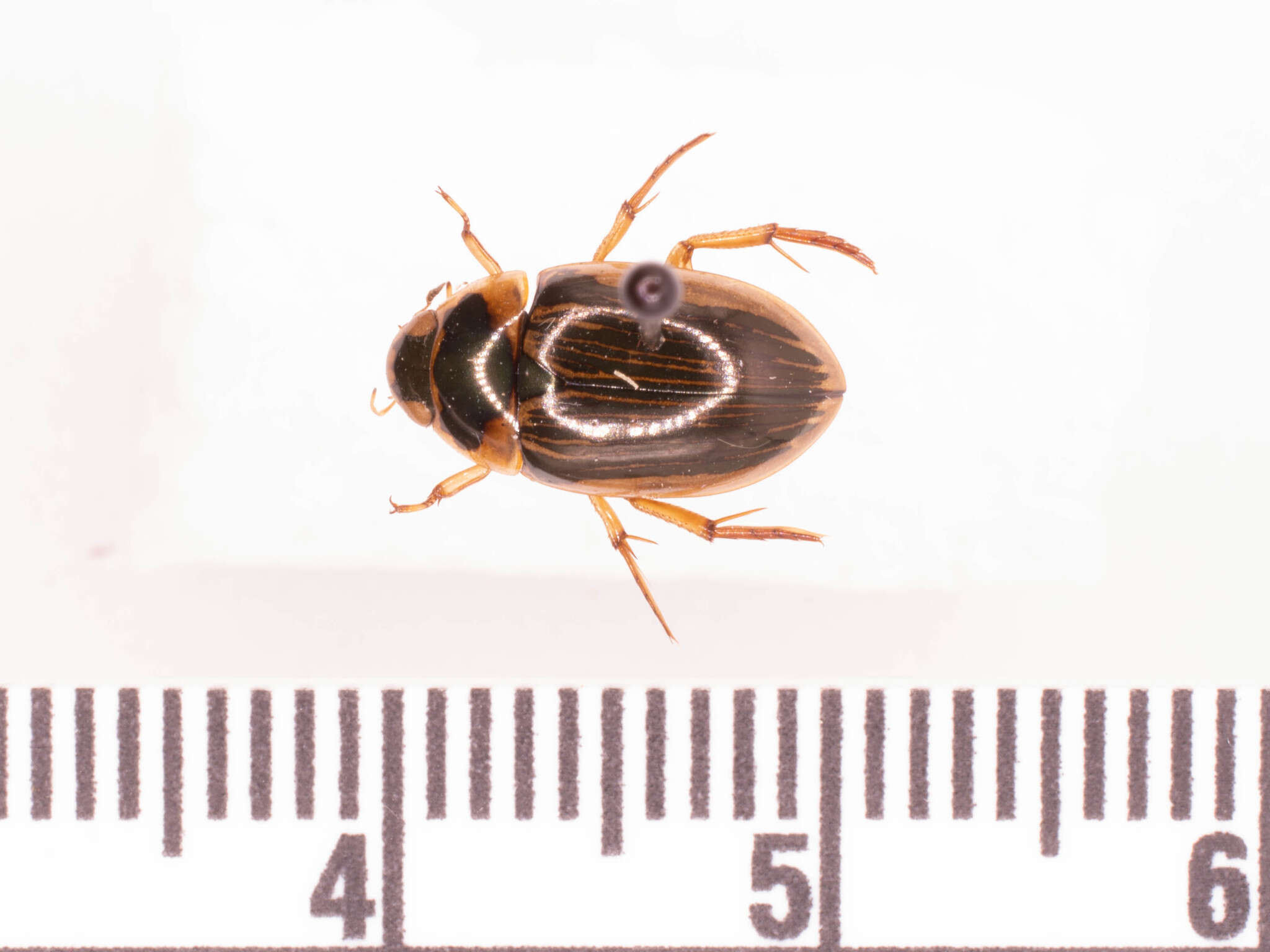 Image of Tropisternus (Strepitornus) collaris striolatus (Le Conte & J. L. 1855)