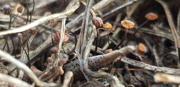 Image of Cryptomarasmius corbariensis (Roum.) T. S. Jenkinson & Desjardin 2014