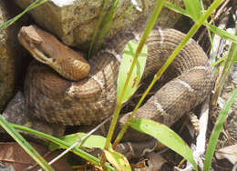 Image of Arizona ridge-nosed rattlesnake