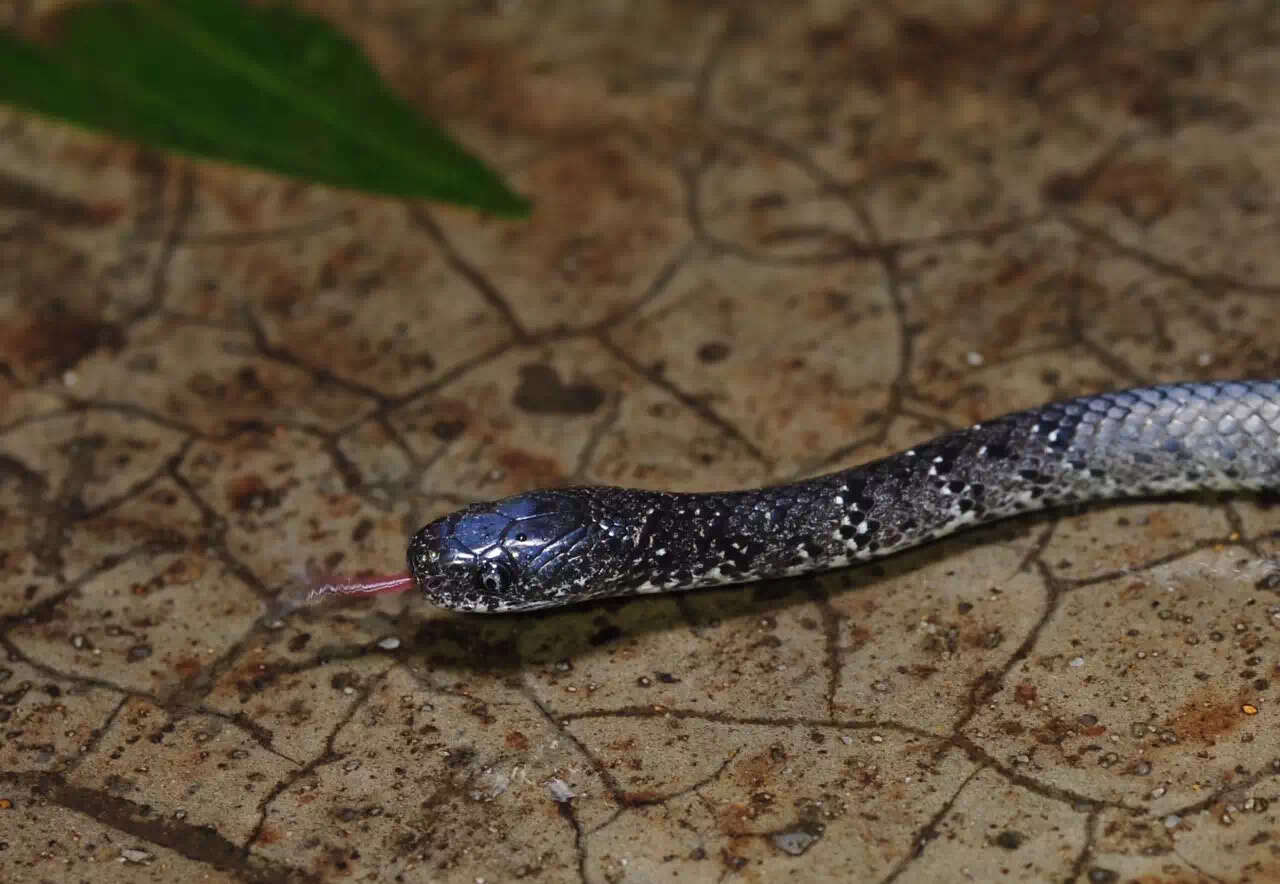 Image of Mountain Slug Snake