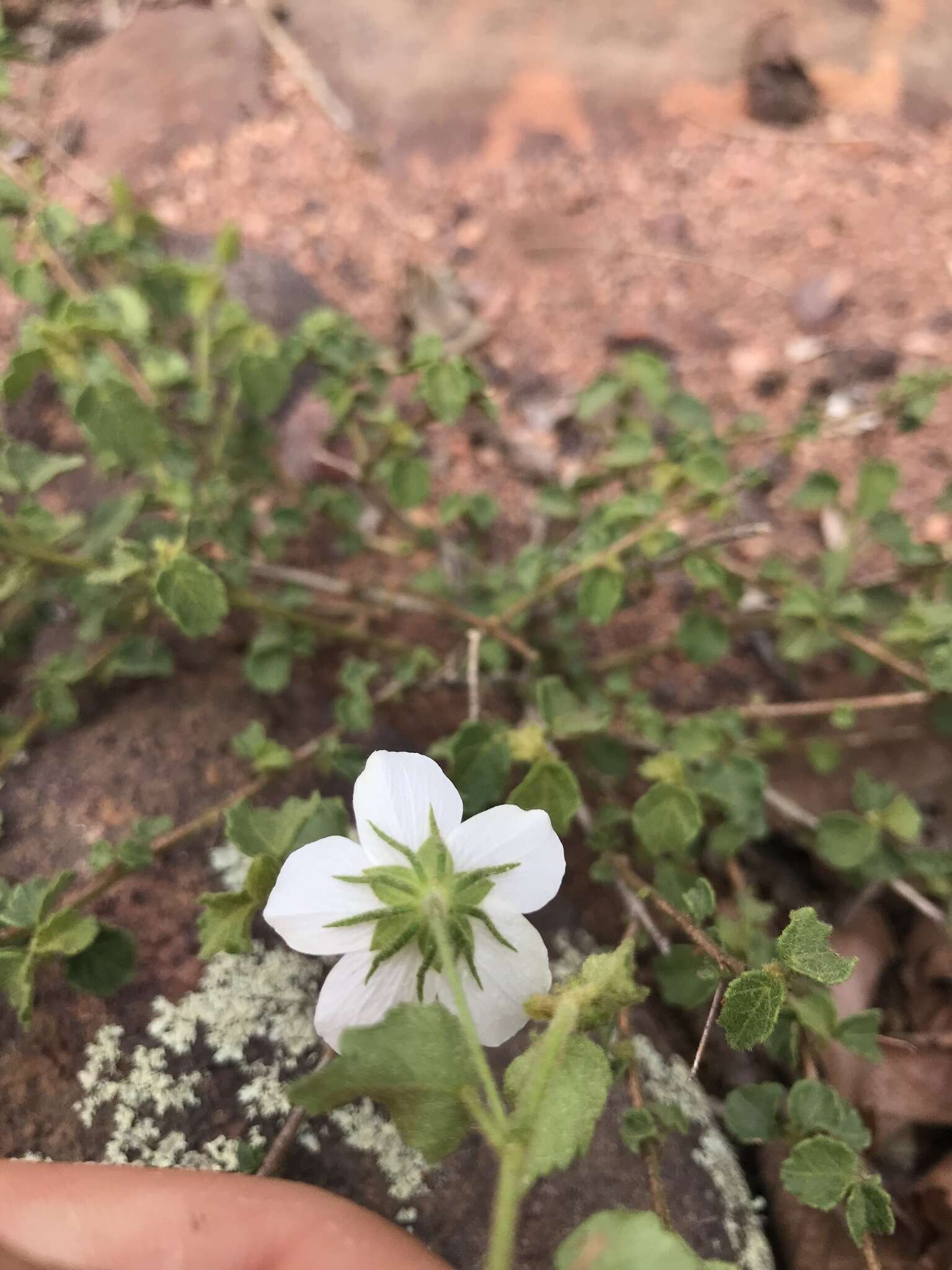 Image of Pavonia leptocalyx (Sond.) Ulbr.