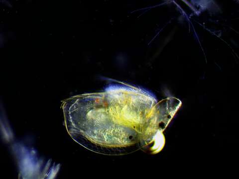 Image of gliding waterflea