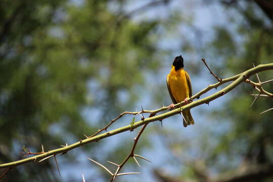 Image of African Masked Weaver