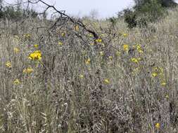 Image of Sierra blazingstar