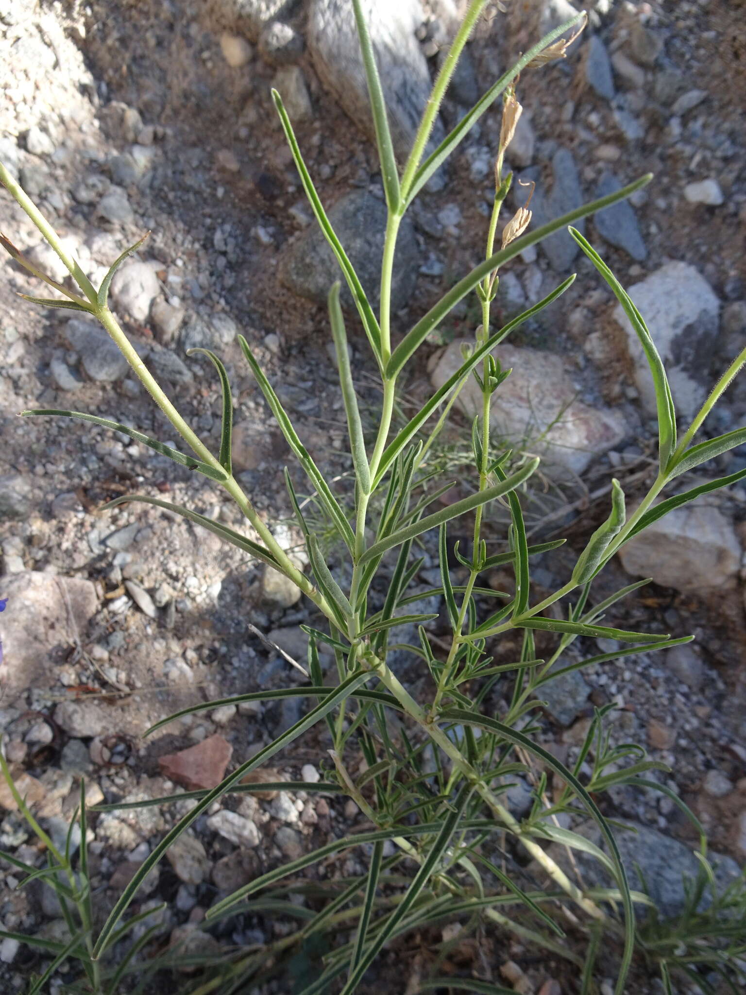 Image de Penstemon dasyphyllus A. Gray