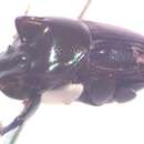 Image of Onthophagus praecellens Bates 1887