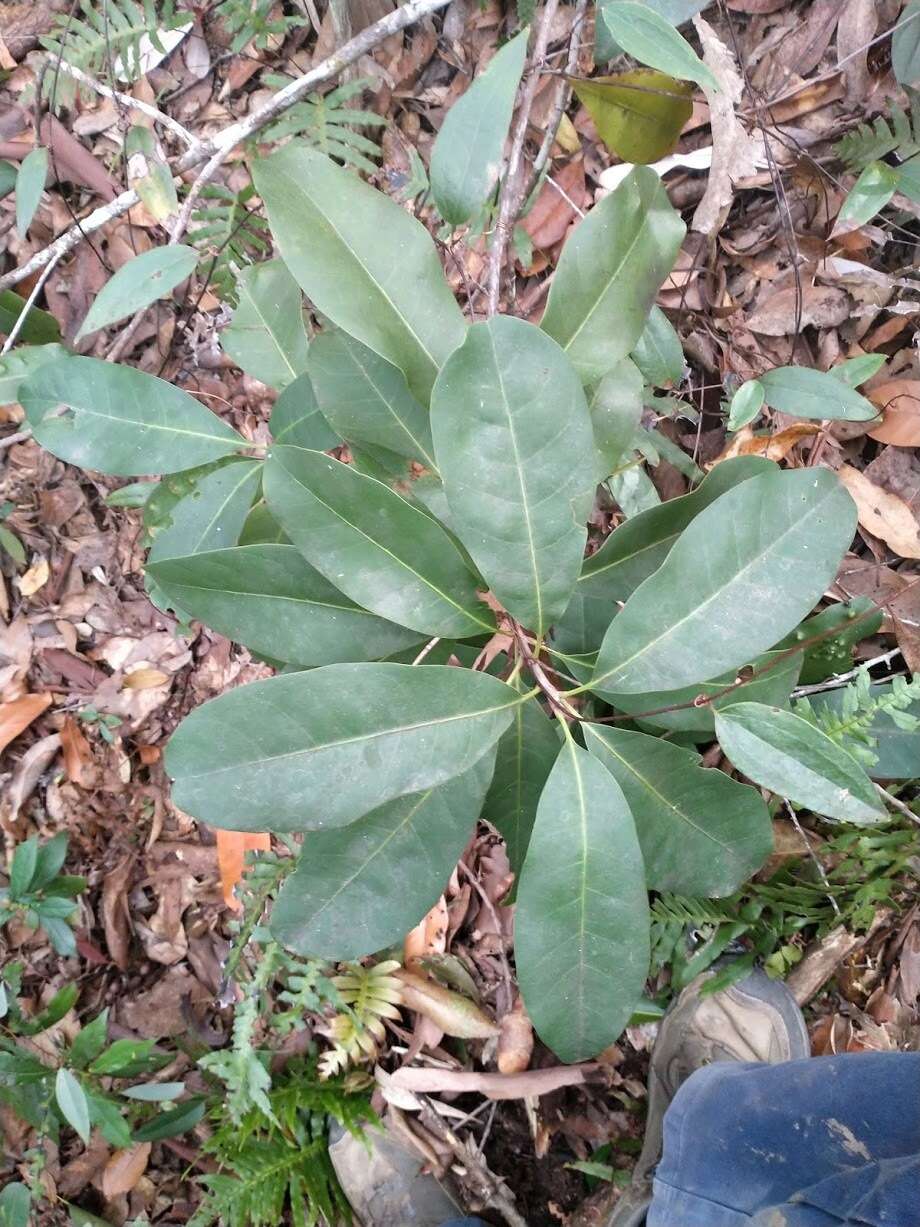 Pleioluma queenslandica (P. Royen) Swenson resmi