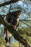 Image of Parabuteo unicinctus unicinctus (Temminck 1824)