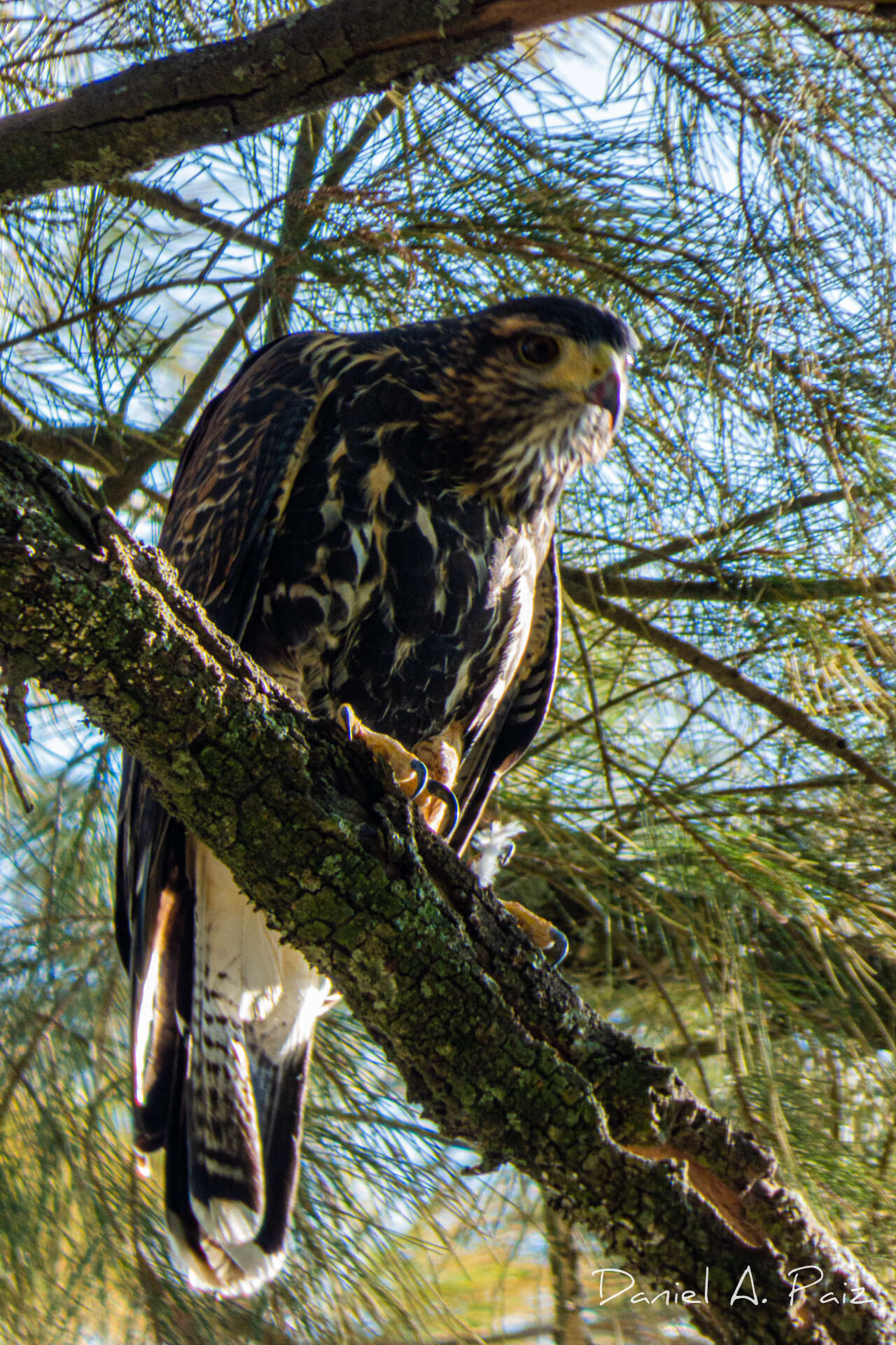 Sivun Parabuteo unicinctus unicinctus (Temminck 1824) kuva