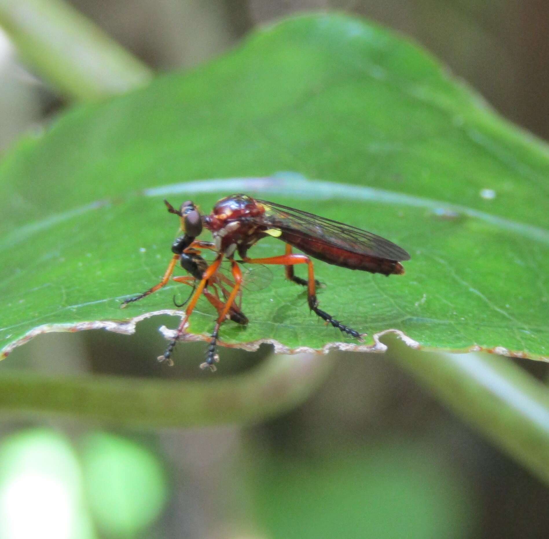 صورة Saropogon antipodus Schiner 1868