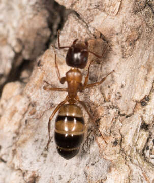 Image of Essig's Carpenter Ant