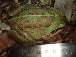 Image of Giant Frog