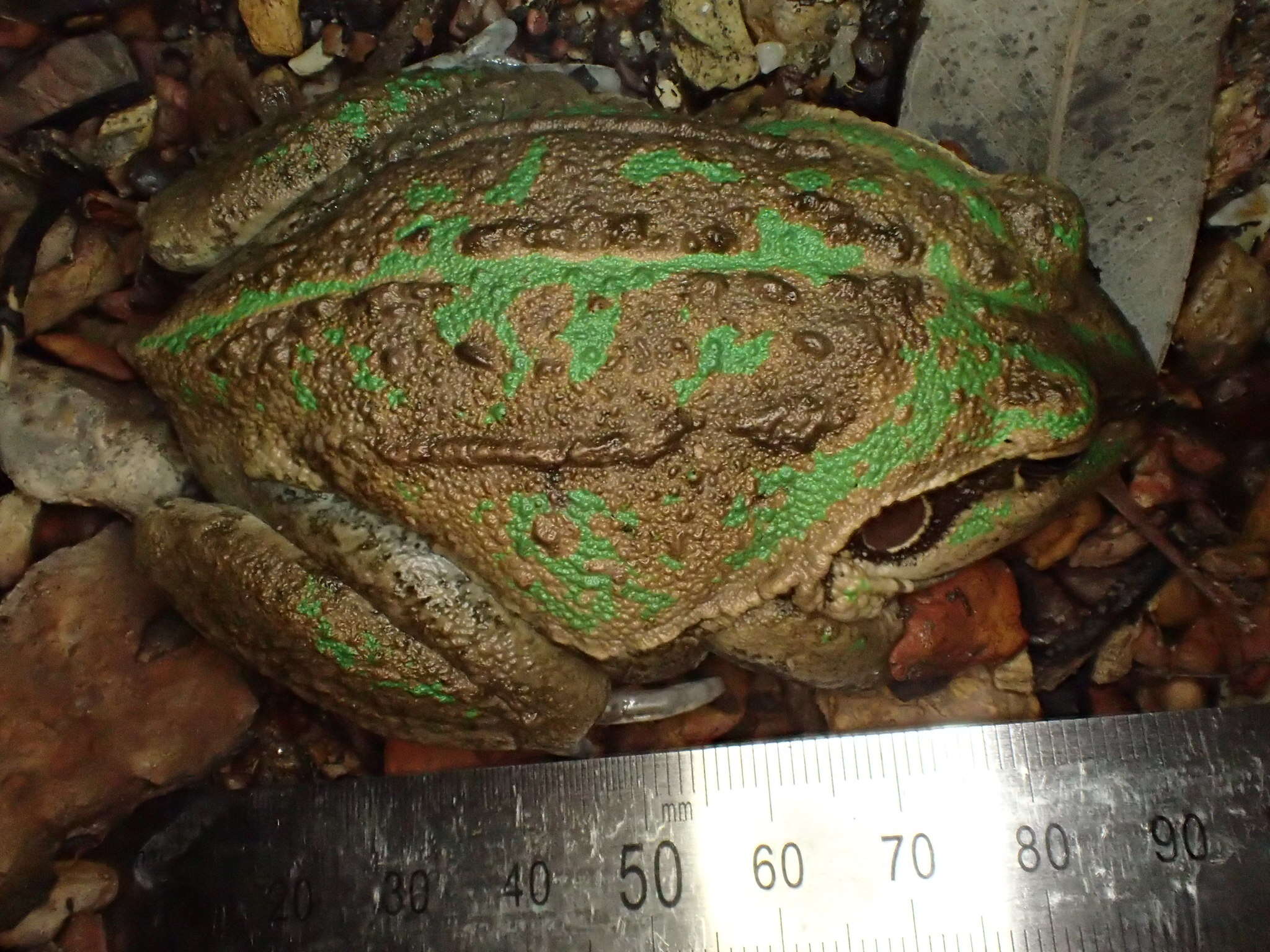 Image of Giant Frog