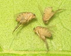 Image of Scuttle fly