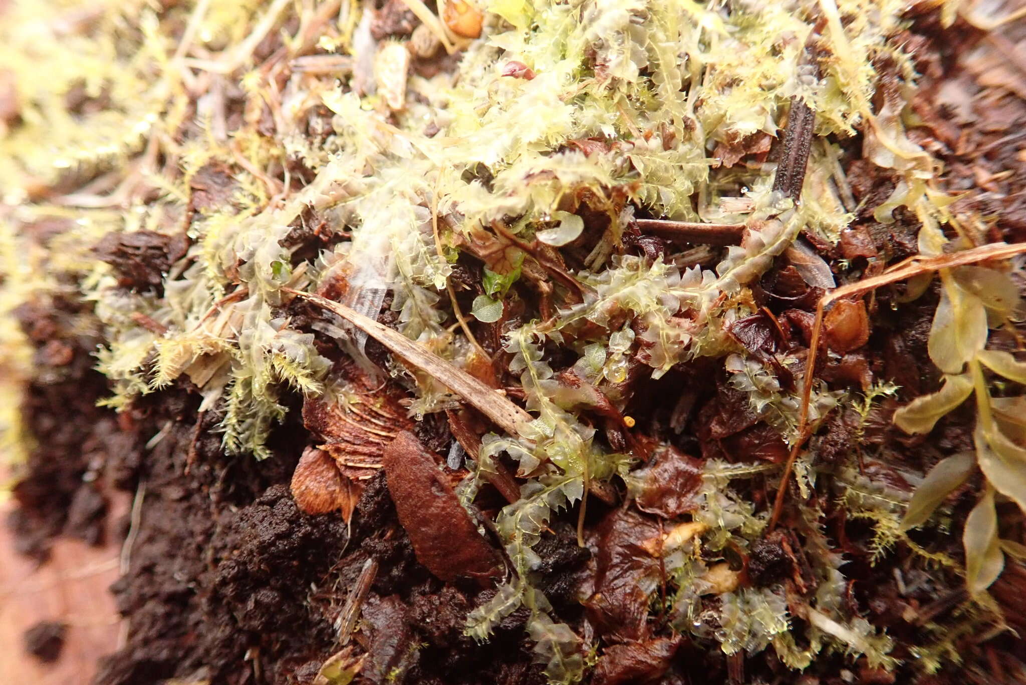 Image of Bifid Crestwort