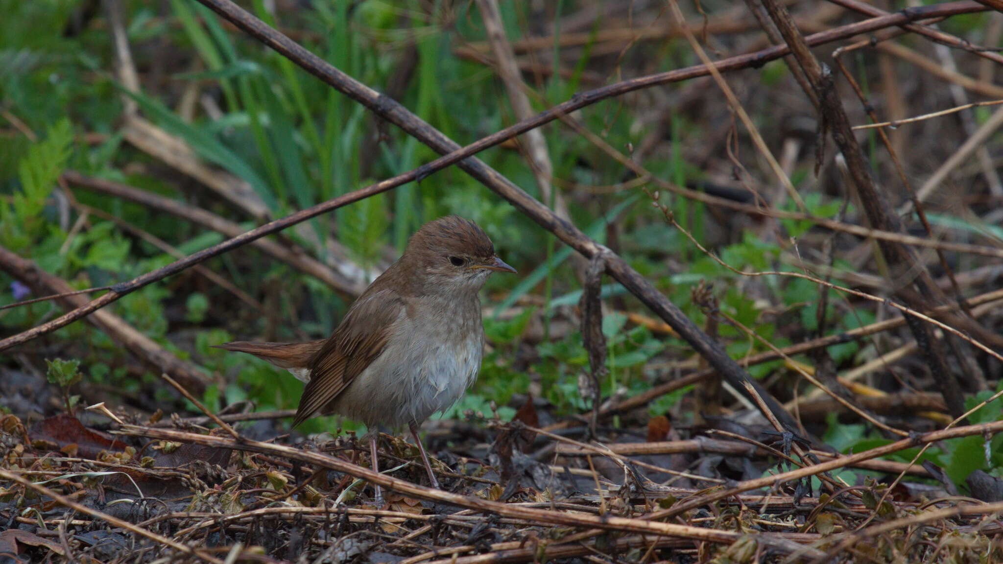 Image of Thrush Nightingale