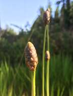 Image of Tall Yellow-Eyed-Grass