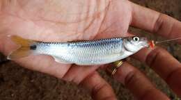 Image of Blacktail shiner