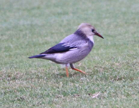 Image of Red-billed Starling