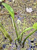 Sivun Sagittaria platyphylla (Engelm.) J. G. Sm. kuva