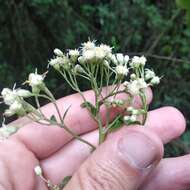 صورة Baccharis multiflora Kunth