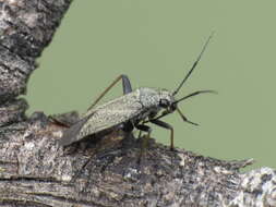 Image of Plant bug