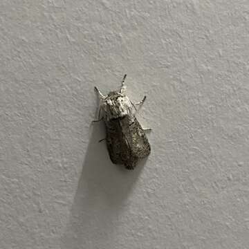 Image of Cossid moth