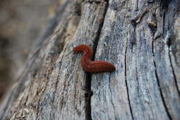 Image of Peripatopsis moseleyi (Wood-Mason 1879)