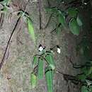 Image of Streptocarpus thompsonii R. Brown