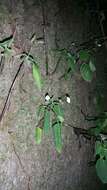 Image of Streptocarpus thompsonii R. Brown