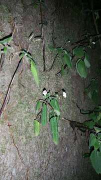 Image of Streptocarpus thompsonii R. Brown