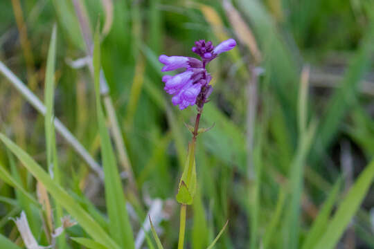 Image of Western False Dragonhead