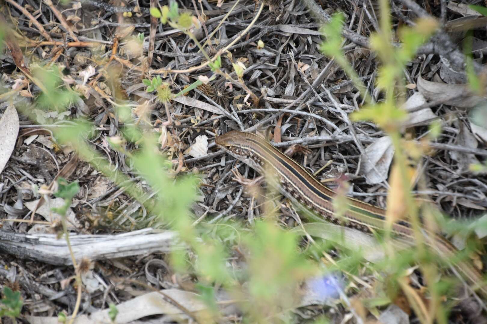 Image of Robust Ctenotus