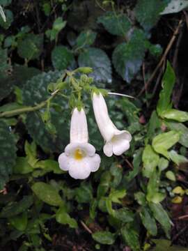 Image de Smithiantha multiflora (Martens & Galeotti) Fritsch