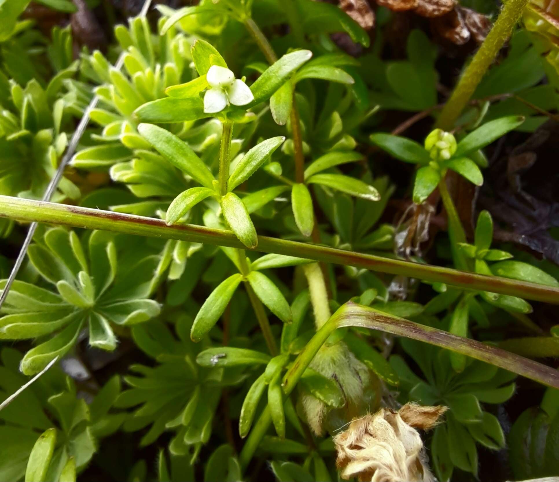 Image of Galium antarcticum Hook. fil.