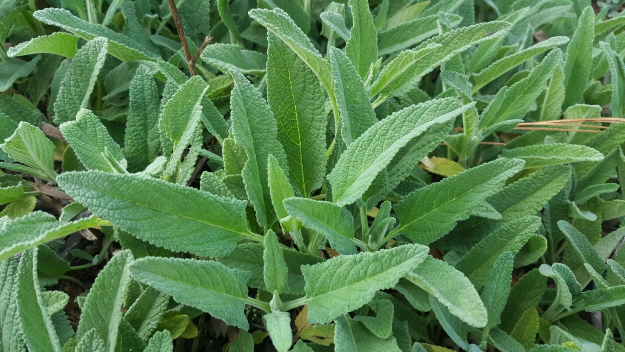 Image of Lepechinia caulescens (Ortega) Epling