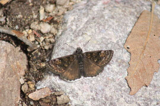 Image of Erynnis scudderi Skinner 1914