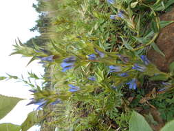 Image de Gentiana spathacea Kunth