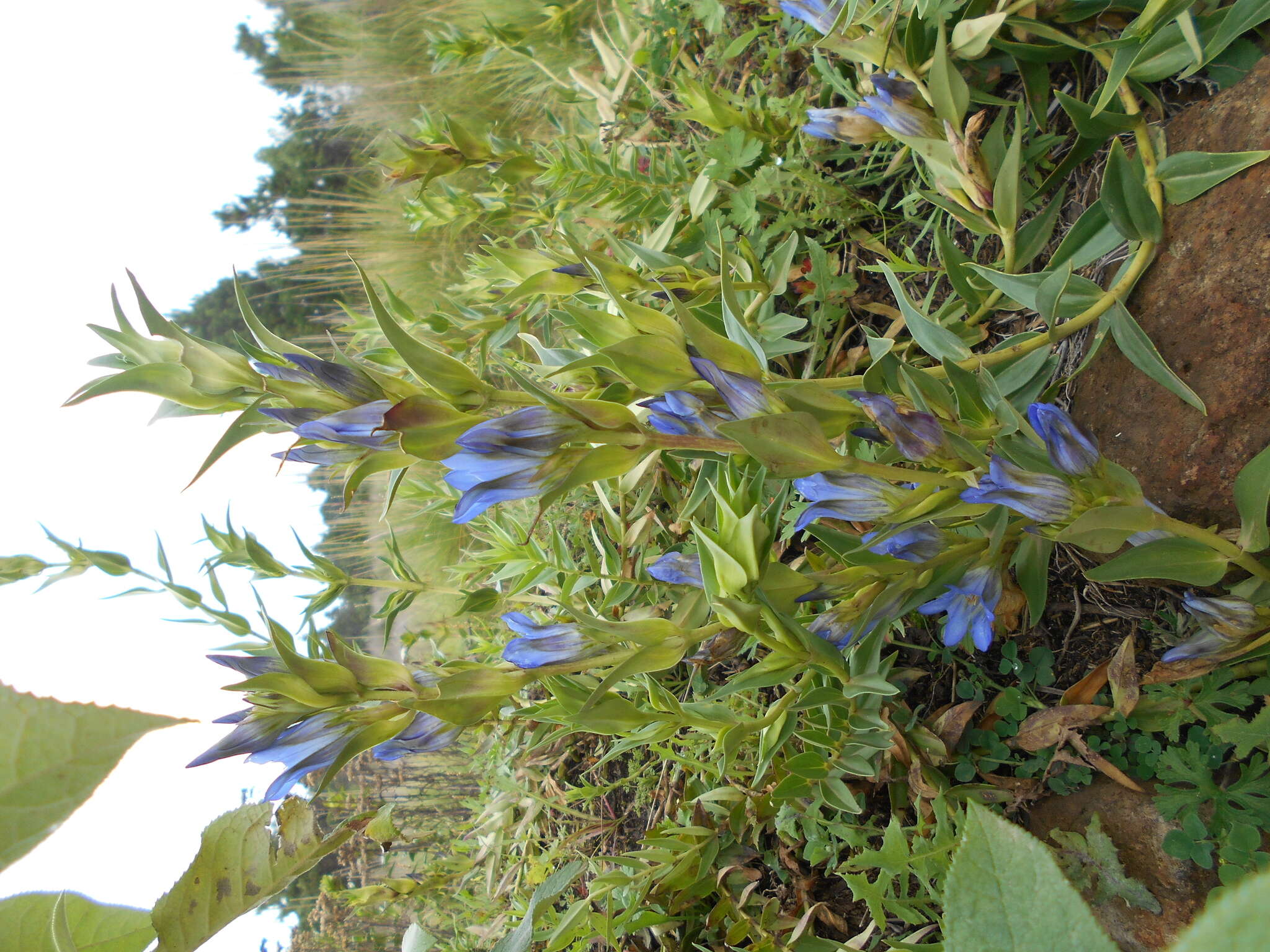 Image de Gentiana spathacea Kunth