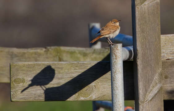 Image of Rufous Scrub Robin