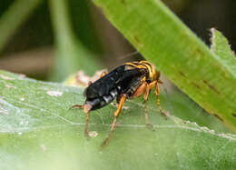 Image of Golden cricket wasp