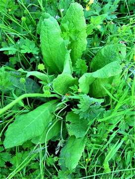 Primula bulleyana Forrest resmi