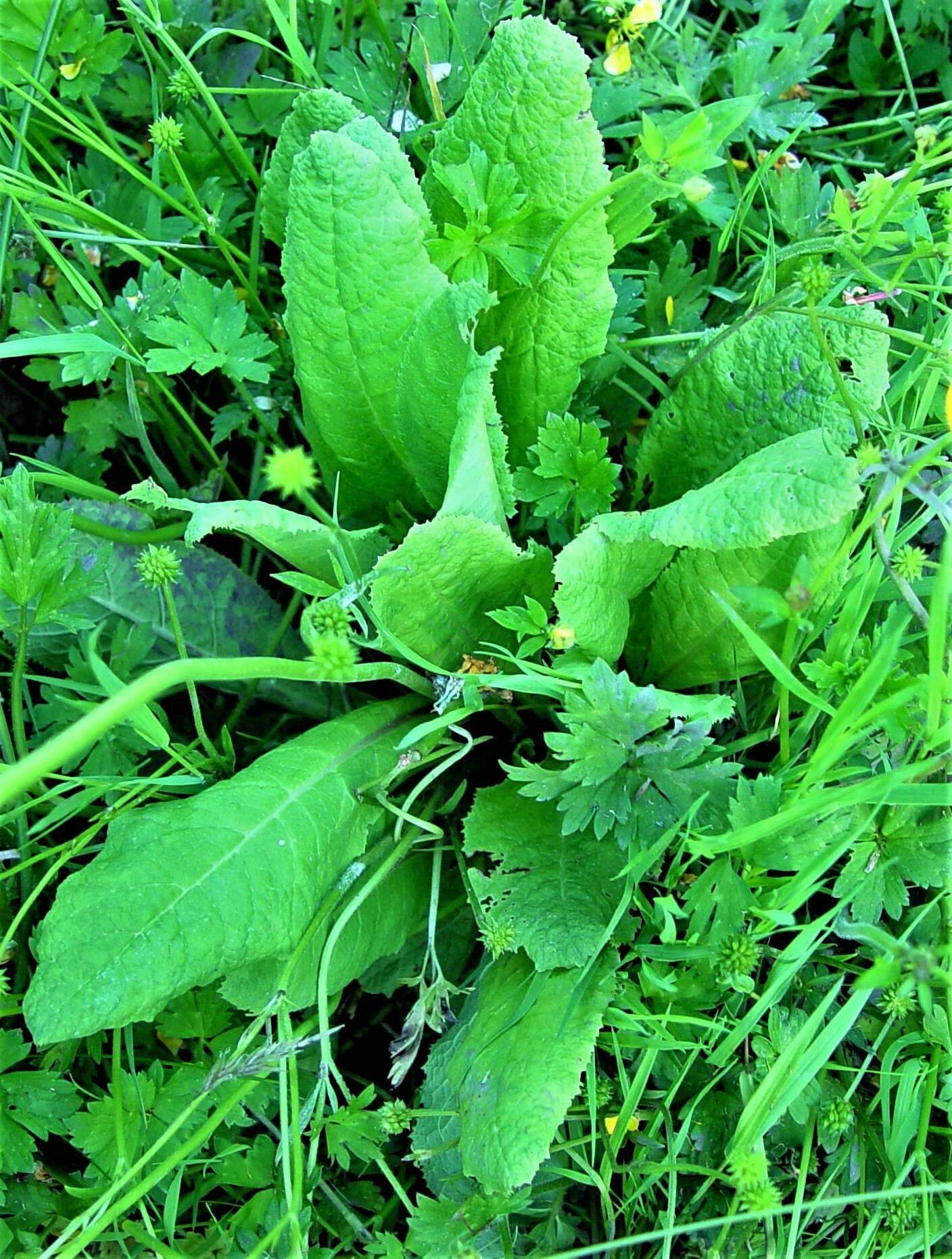 Imagem de Primula bulleyana Forrest