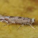 Phyllonorycter comparella (Duponchel 1843)的圖片