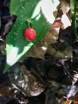 صورة Ruscus colchicus Yeo