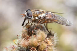 Sivun Scaptia jacksonii (Macquart 1838) kuva