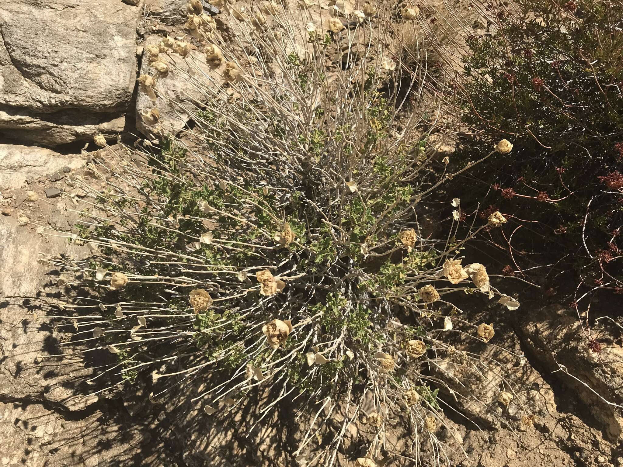 Image of Mojave sage