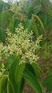 Imagem de Miconia minutiflora (Bonpl.) DC.