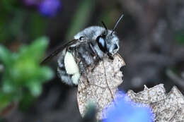 Image of Anthophora pacifica Cresson 1879